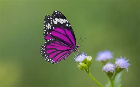 Kupu-kupu sebagai penyerbuk dan indikator lingkungan